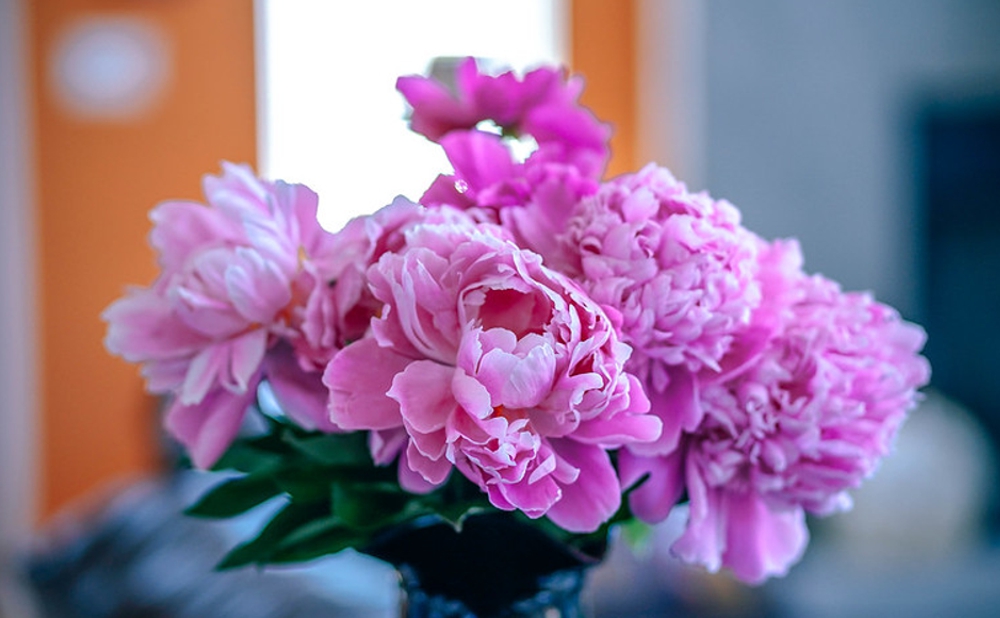 Pfingstrosen in ambulant betreuten Wohngemeinschaften parcus erika Laubusch und Spree Villa Spremberg - CC 46314431305_f68b1e0bf4_c unsplash